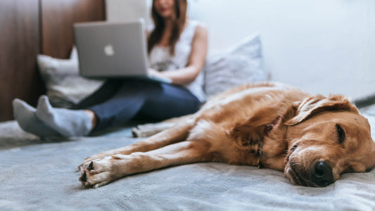 Support vs. Service Animals