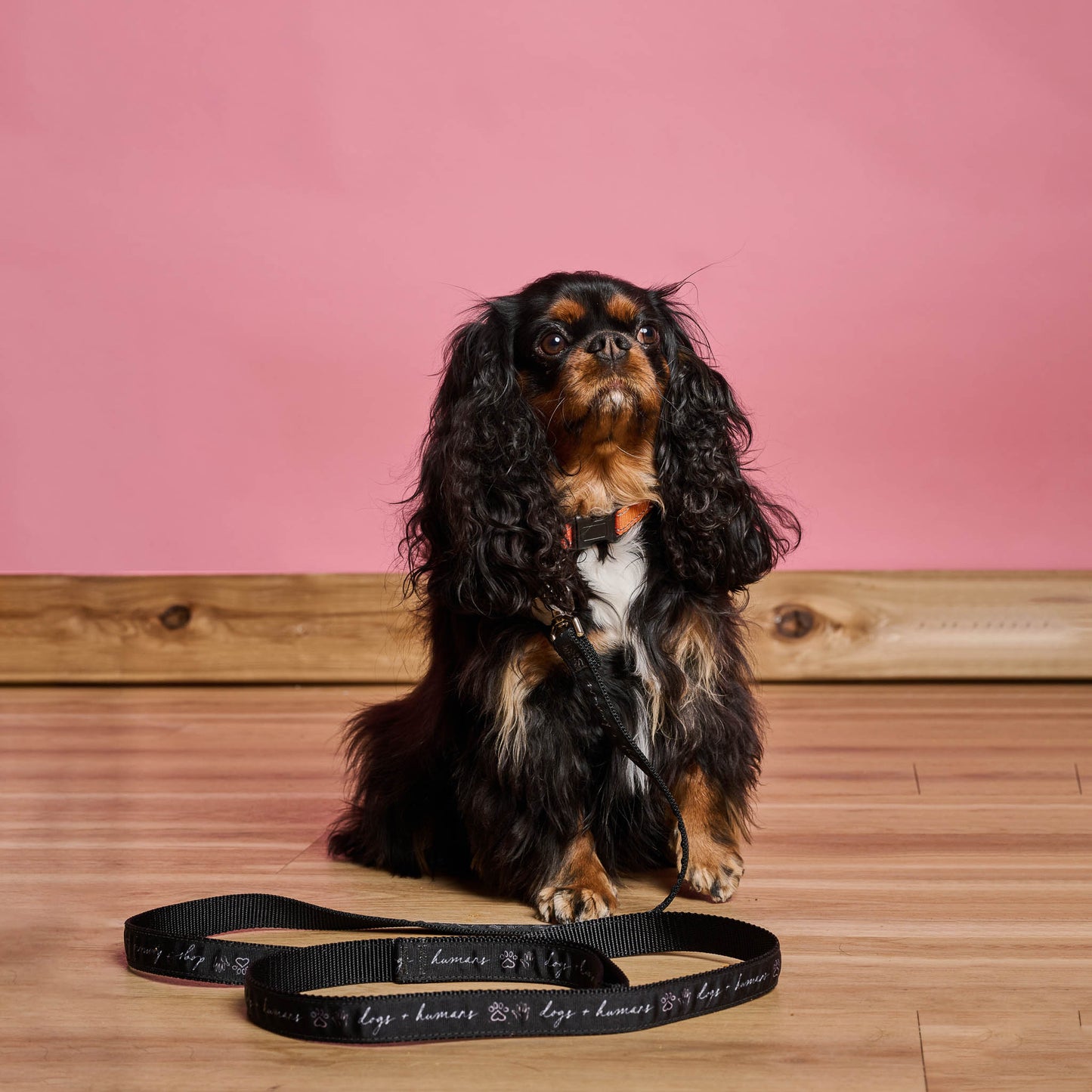 Dogs + Humans Standard 6ft Leash
