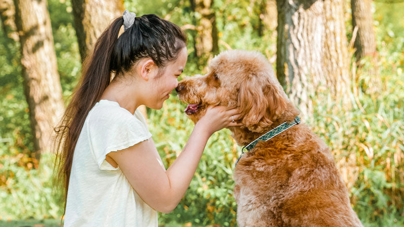 Lydia and Caprio the Irish Goldendoodle booping noses