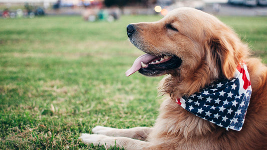 The Unbreakable Bond Between Veterans & Dogs