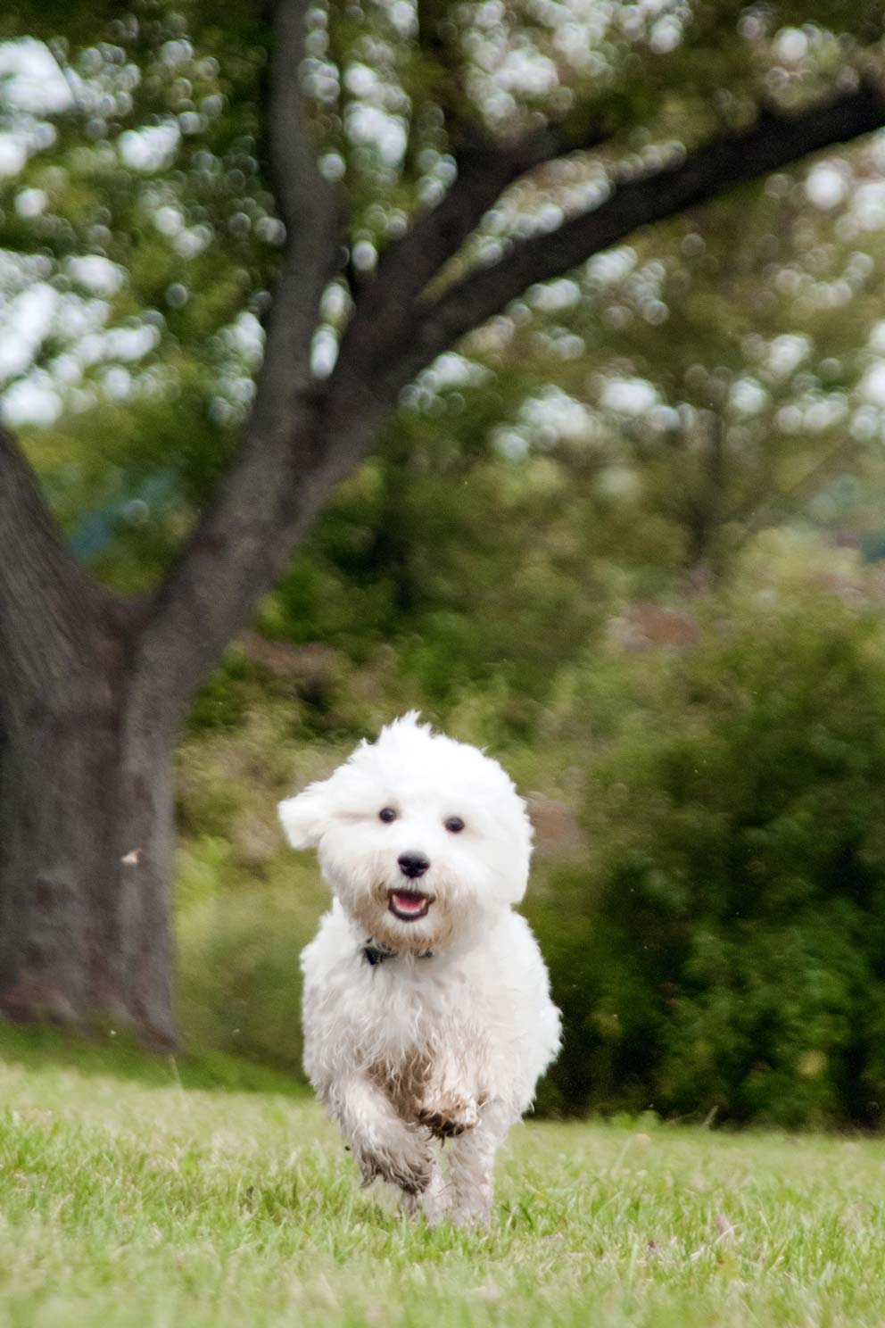 Jack the Maltipoo running in the grass
