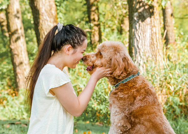 Lydia and Caprio the Irish Goldendoodle booping noses
