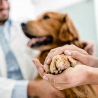 Owner holding dog paw at the vet